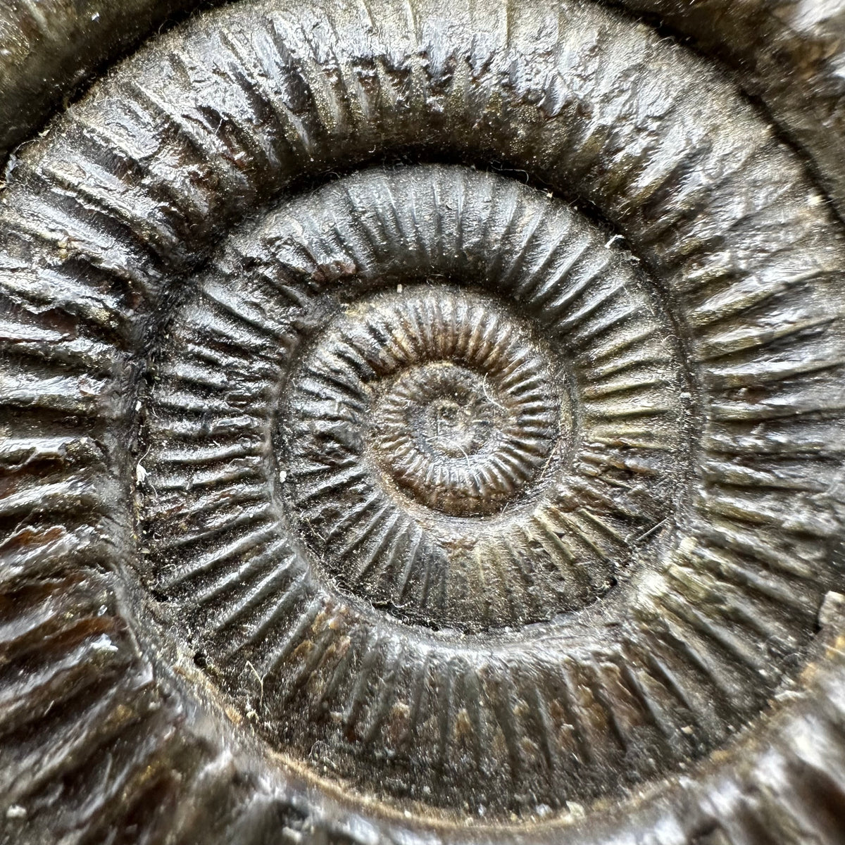 Dactylioceras Ammonite Fossil With box and Stand - Whitby, North Yorkshire Jurassic Coast Yorkshire Fossils