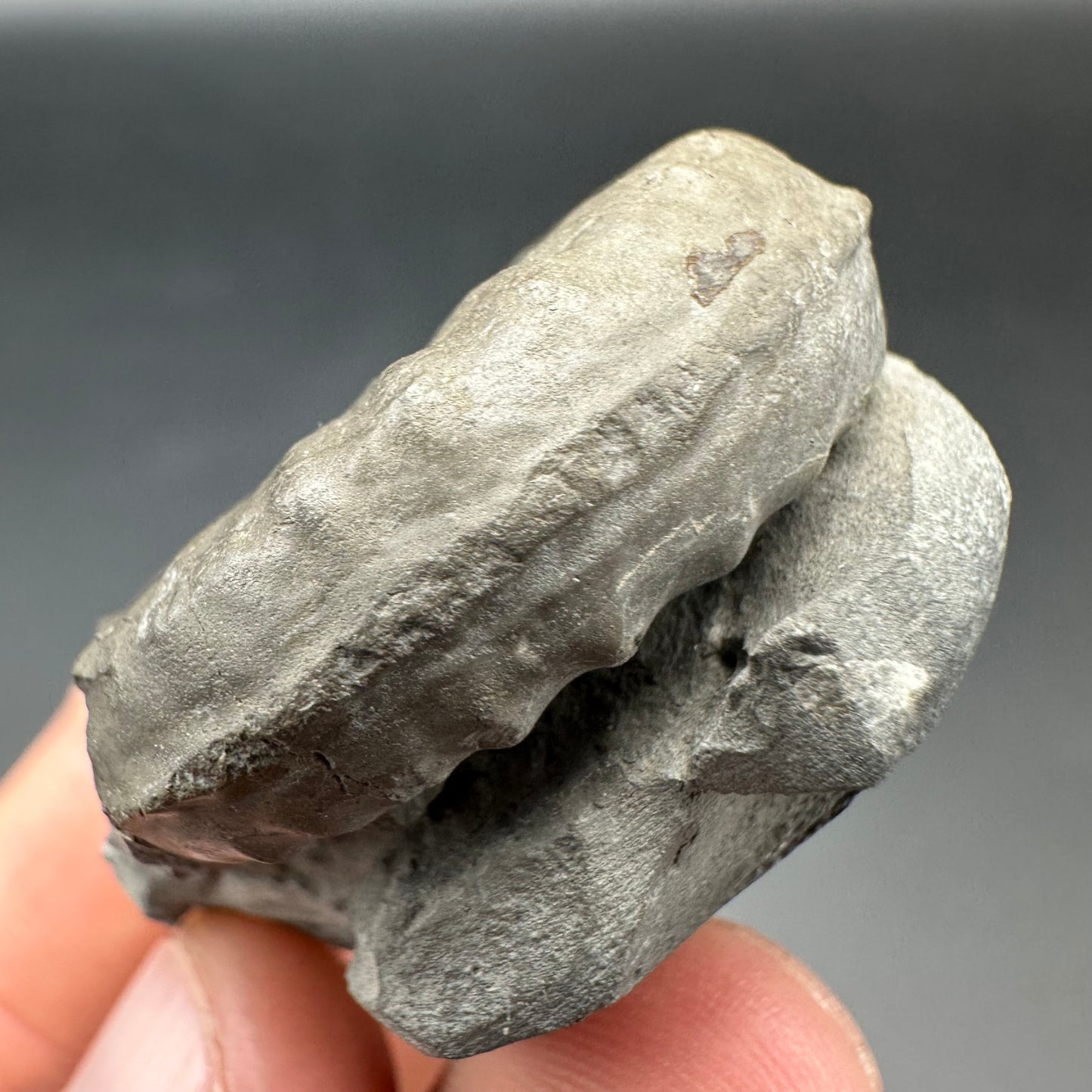 Agassiceras shell fossil with box and stand - Whitby, North Yorkshire Jurassic Coast Yorkshire Fossils