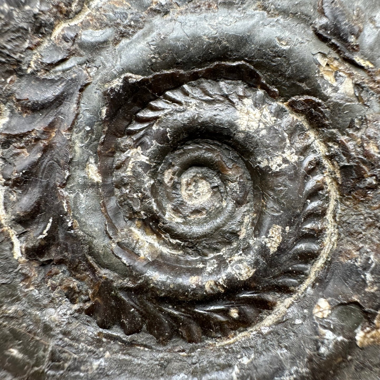 Hildoceras lusitanicum Ammonite fossil with box and stand - Whitby, North Yorkshire, Jurassic Coast, Yorkshire Fossils from the Jurassic Coast