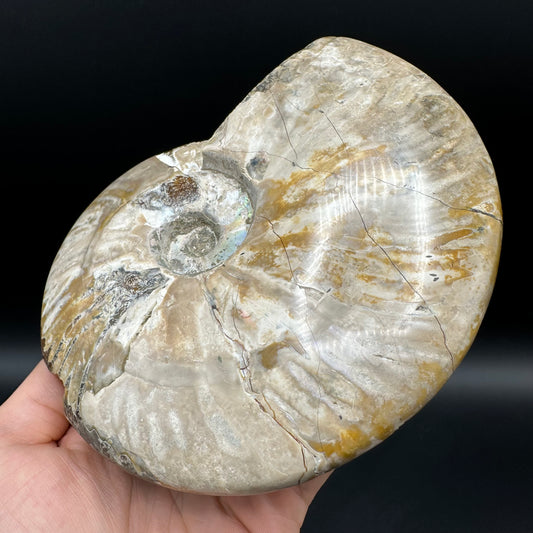Cleoniceras Ammonite Fossil With Stand - Cretaceous Ammonite Madagascar
