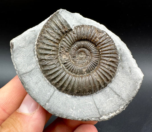 Dactylioceras Ammonite Fossil With Box And Stand - Whitby, North Yorkshire Jurassic Coast Yorkshire Fossils