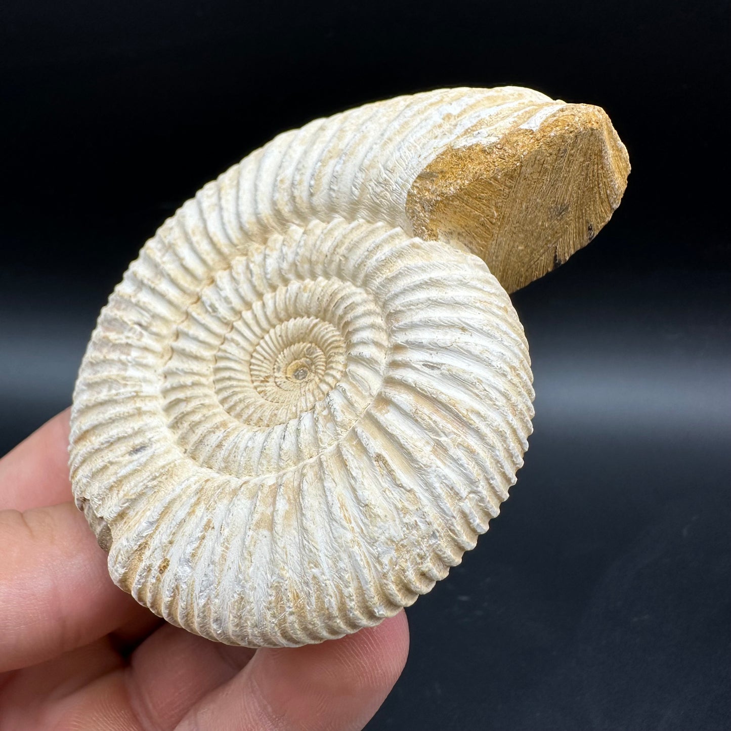 Dichotomosphinctes Ammonite Fossil With Box And Stand - Middle Jurassic Ammonite Madagascar