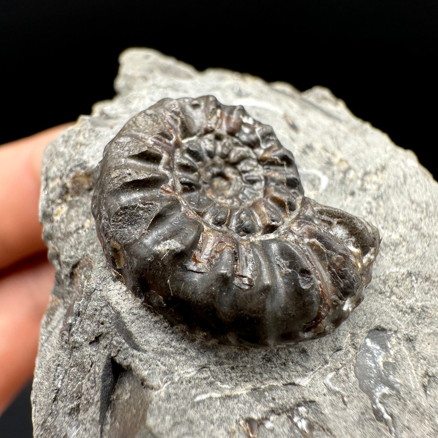 Amaltheus subnodosus Ammonite fossil with box and stand - Whitby, North Yorkshire Jurassic Coast Yorkshire Fossils