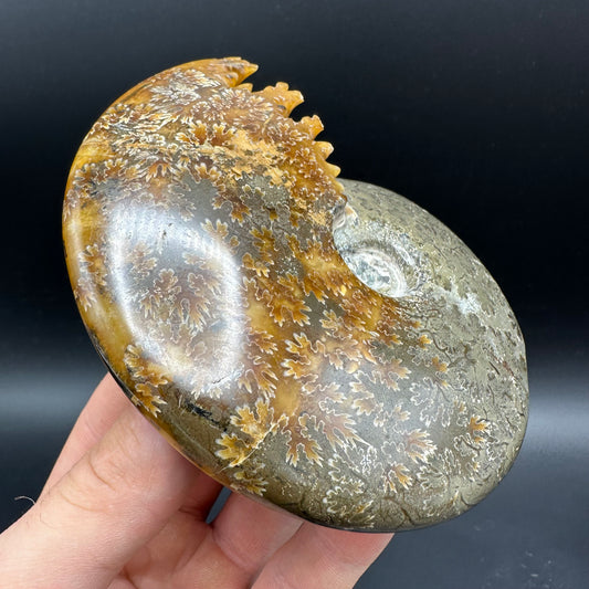 Cleoniceras Ammonite Fossil With Box And Stand - Cretaceous Ammonite Madagascar