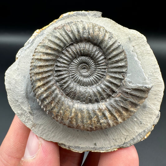 Dactylioceras Ammonite Fossil With Box And Stand - Whitby, North Yorkshire Jurassic Coast Yorkshire Fossils