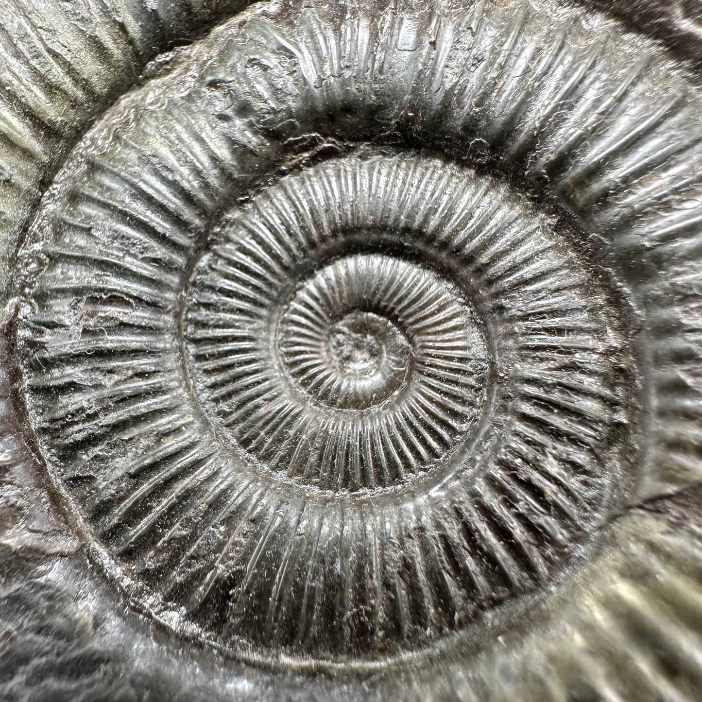 Dactylioceras Ammonite Fossil With Box And Stand - Whitby, North Yorkshire Jurassic Coast Yorkshire Fossils