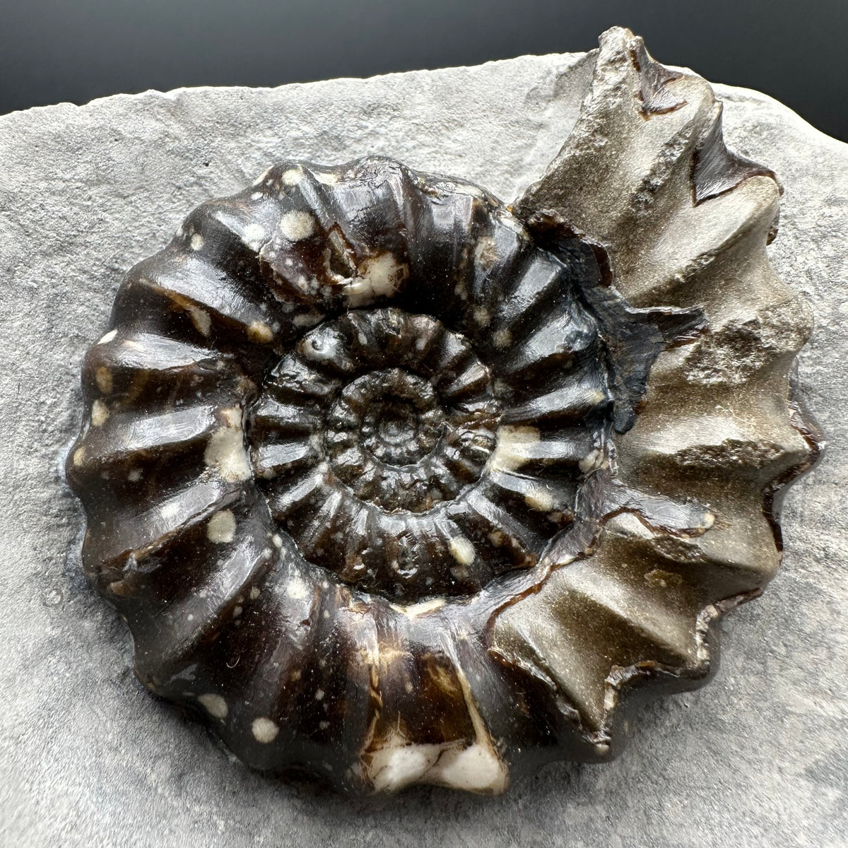 Androgynoceras maculatum ammonite fossil with stand - Whitby, North Yorkshire Jurassic Coast Yorkshire Fossils