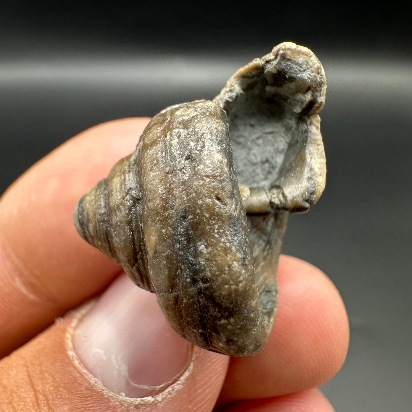 Gastropod Fossil Shell - Whitby, North Yorkshire, Jurassic Coast, Yorkshire Fossils