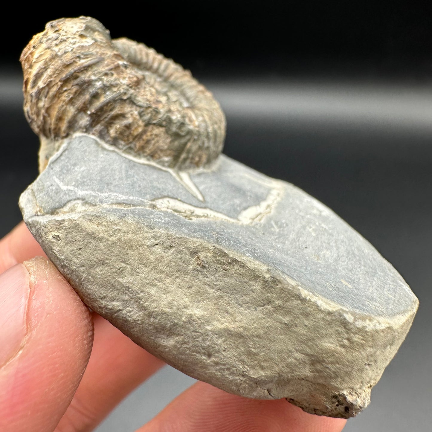 Catacoeloceras Sp. ammonite fossil with box and stand- Whitby, North Yorkshire Jurassic Coast Yorkshire Fossils