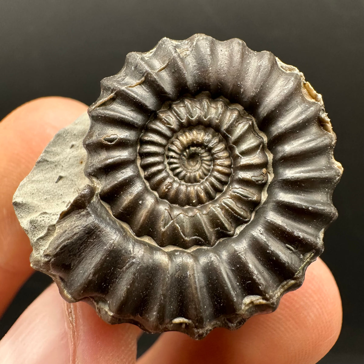 Gagaticeras Ammonite fossil with box and stand - Whitby, North Yorkshire Jurassic Coast Yorkshire Fossils