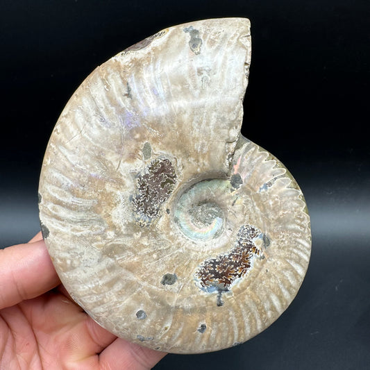Cleoniceras Ammonite Fossil With Box And Stand - Cretaceous Ammonite Madagascar