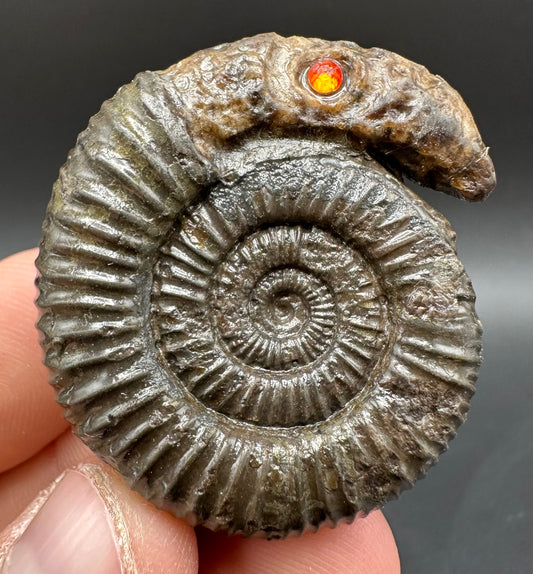 Snakestone Ammonite Fossil With Bag/Box And Stand - Whitby, North Yorkshire Jurassic Coast Yorkshire Fossils