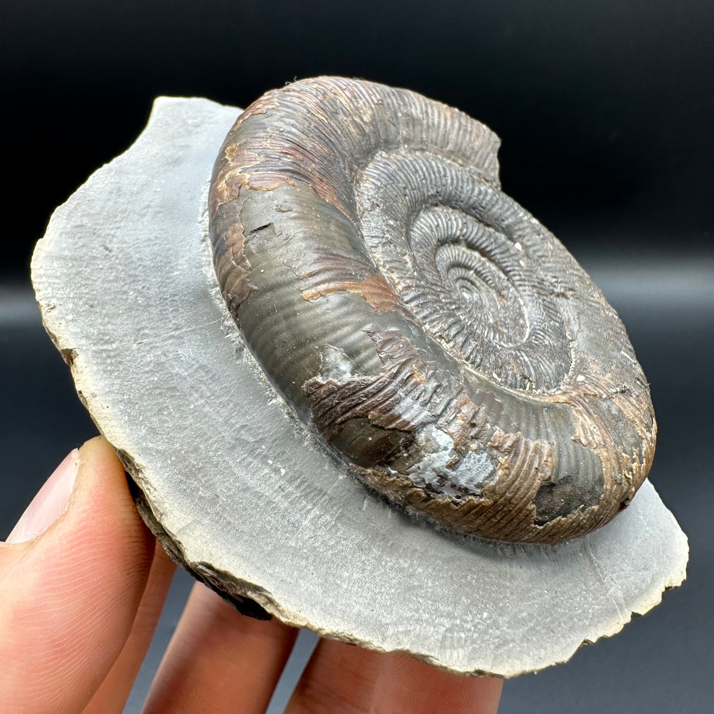 Dactylioceras tenuicostatum ammonite fossil with box and stand - Whitby, North Yorkshire Jurassic Coast