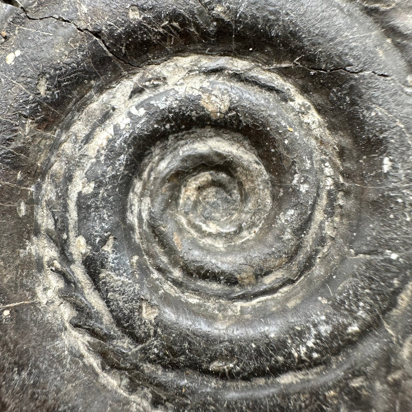 Hildoceras Bifrons Ammonite fossil with box and stand - Whitby, North Yorkshire Jurassic Coast, Yorkshire Fossils from the Jurassic Coast