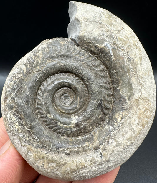 Hildoceras Bifrons Ammonite fossil with box and stand - Whitby, North Yorkshire Jurassic Coast, Yorkshire Fossils from the Jurassic Coast