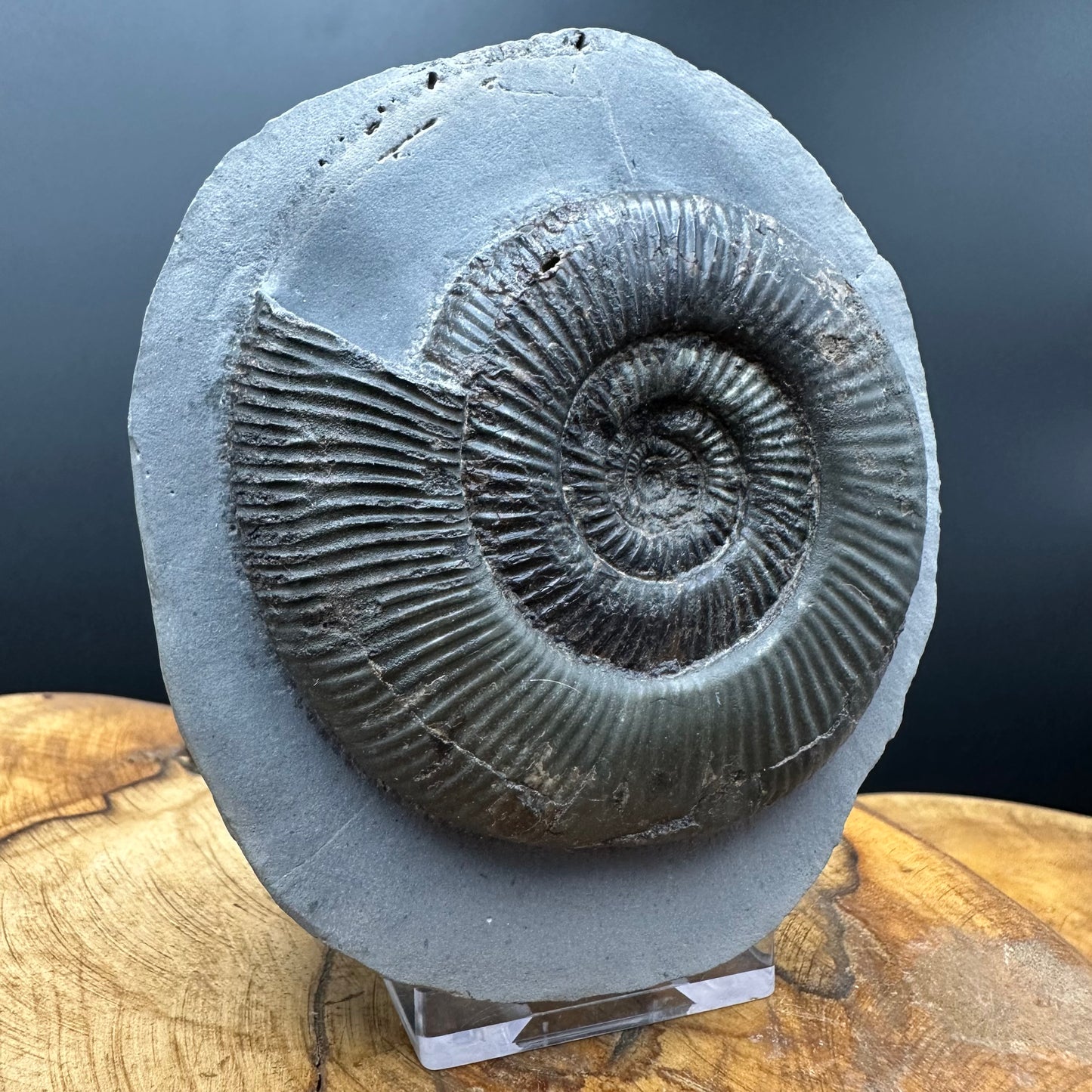 Dactylioceras semicelatum Ammonite fossil with stand - Whitby, North Yorkshire Jurassic Coast Yorkshire Fossils