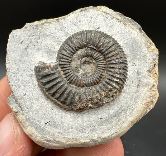 Dactylioceras Ammonite Fossil With Box And Stand - Whitby, North Yorkshire Jurassic Coast Yorkshire Fossils