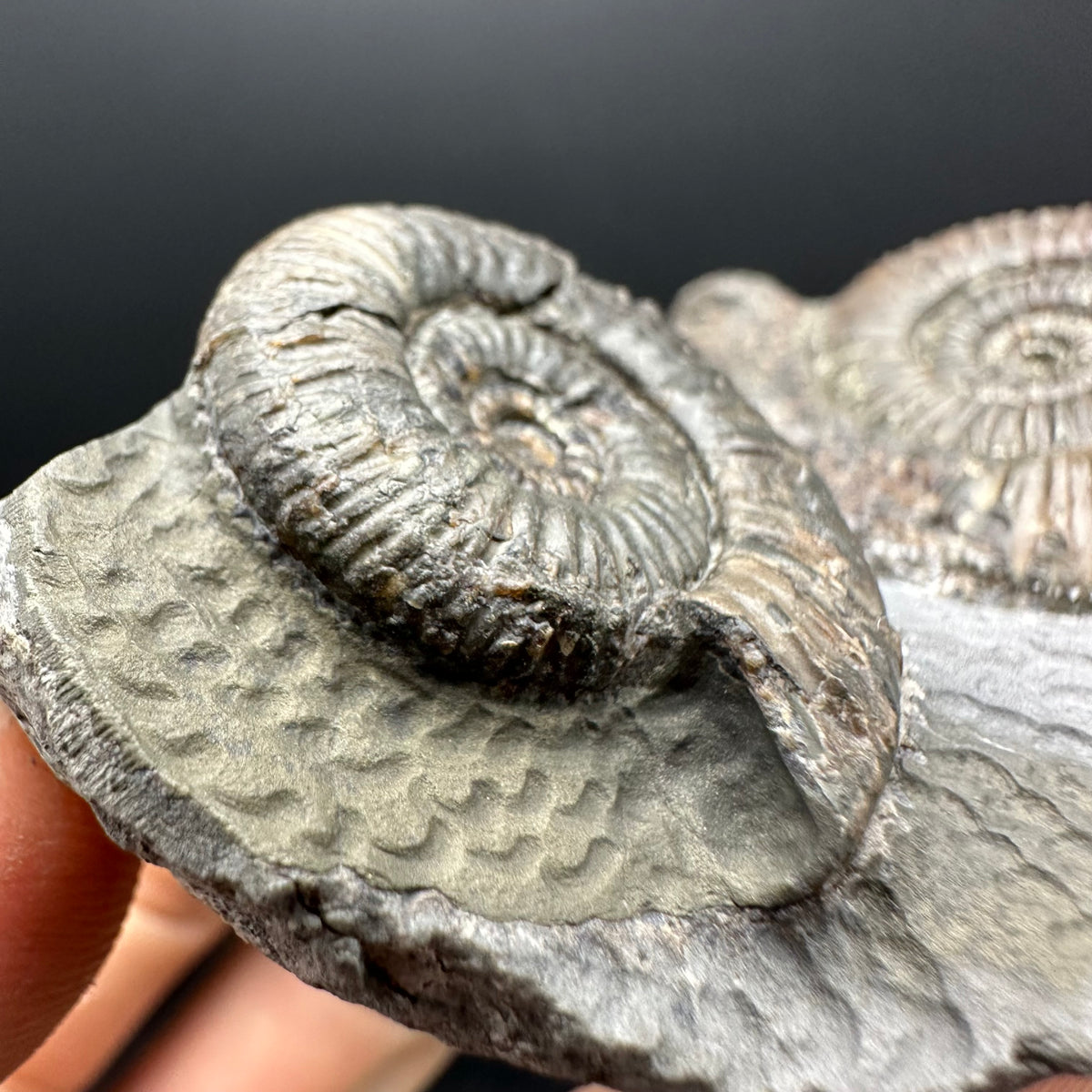 Dactylioceras Ammonite Fossil With Stand - Whitby, North Yorkshire Jurassic Coast Yorkshire Fossils