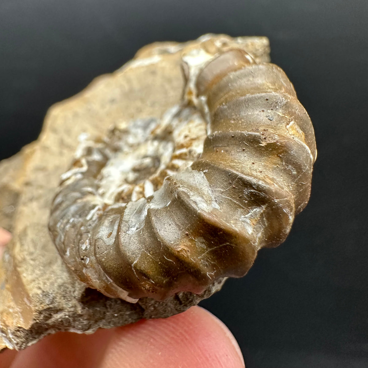 Androgynoceras capricornus Ammonite Fossil With Stand - Whitby, North Yorkshire Jurassic Coast Yorkshire Fossils