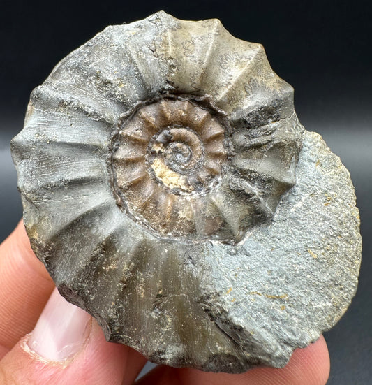 Eugassiceras Ammonite shell fossil with box and stand - Whitby, North Yorkshire Jurassic Coast Yorkshire Fossils