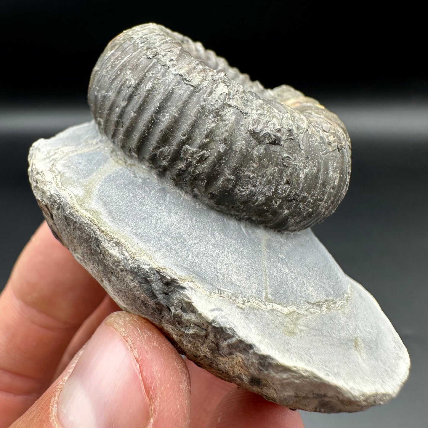 Catacoeloceras Sp. ammonite fossil with box and stand- Whitby, North Yorkshire Jurassic Coast Yorkshire Fossils