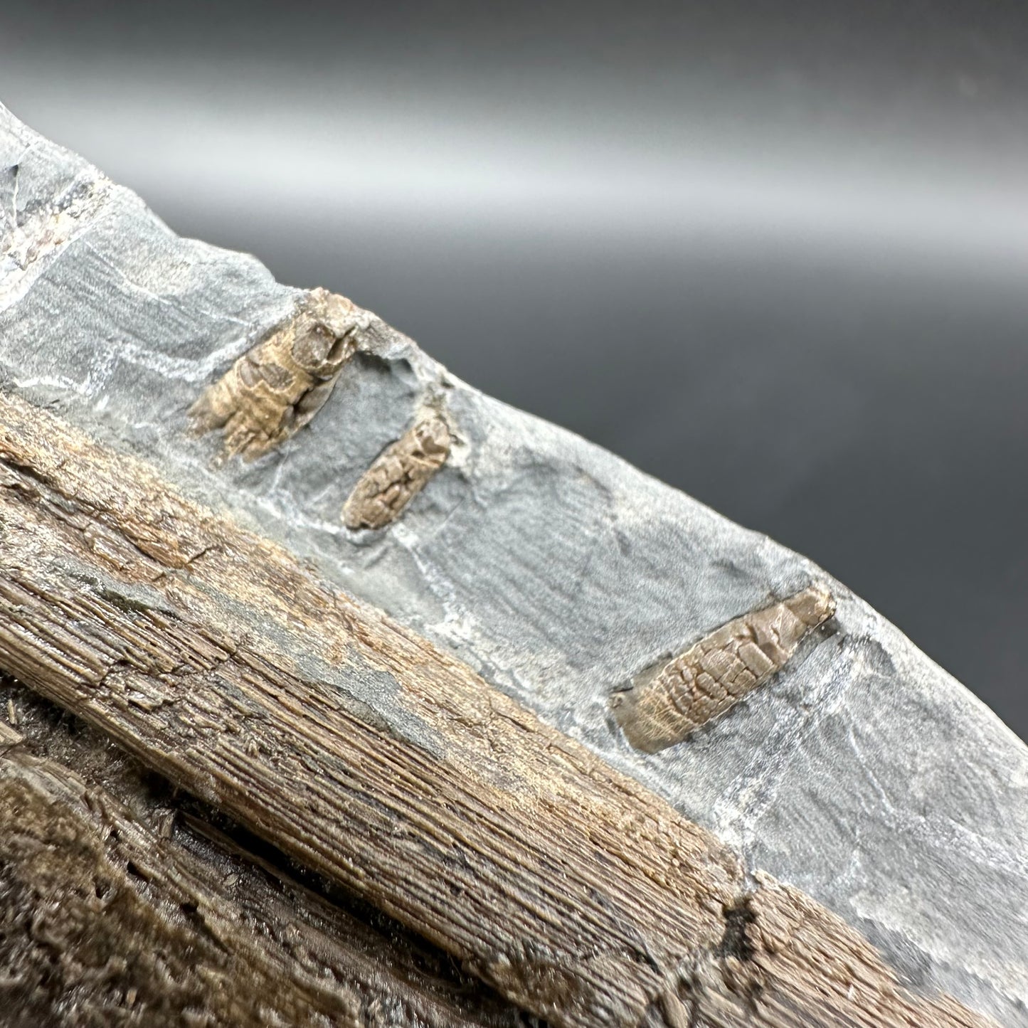 Ichthyosaur Partial Jaw fossil - Whitby, North Yorkshire Jurassic Coast, Yorkshire fossils