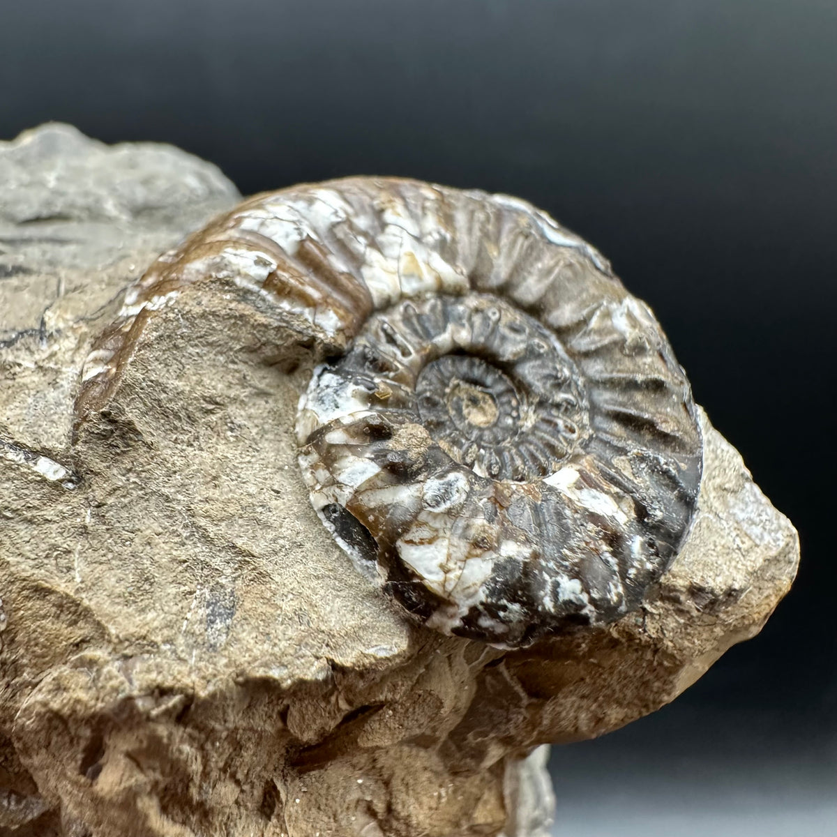 Amaltheus subnodosus Ammonite fossil with stand - Whitby, North Yorkshire Jurassic Coast Yorkshire Fossils