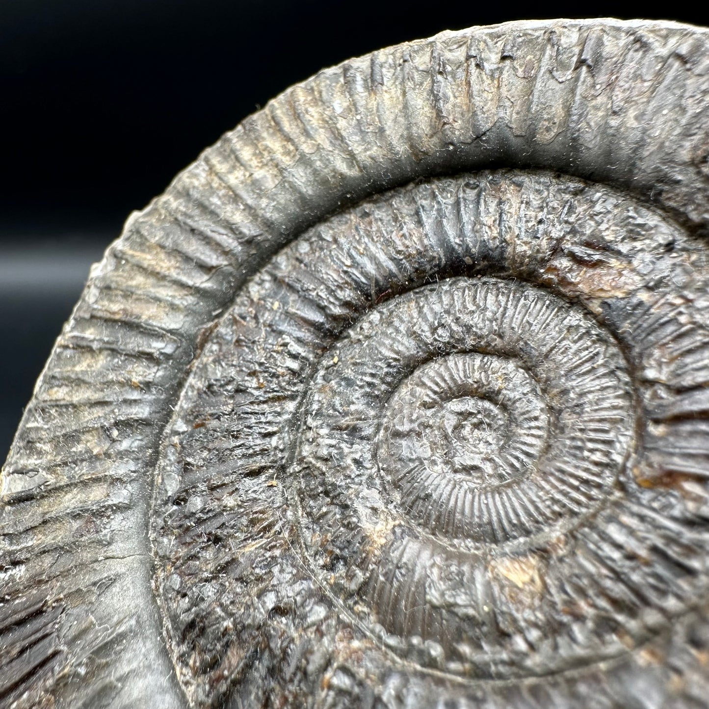 Dactylioceras Ammonite Fossil With Box And Stand - Whitby, North Yorkshire Jurassic Coast Yorkshire Fossils