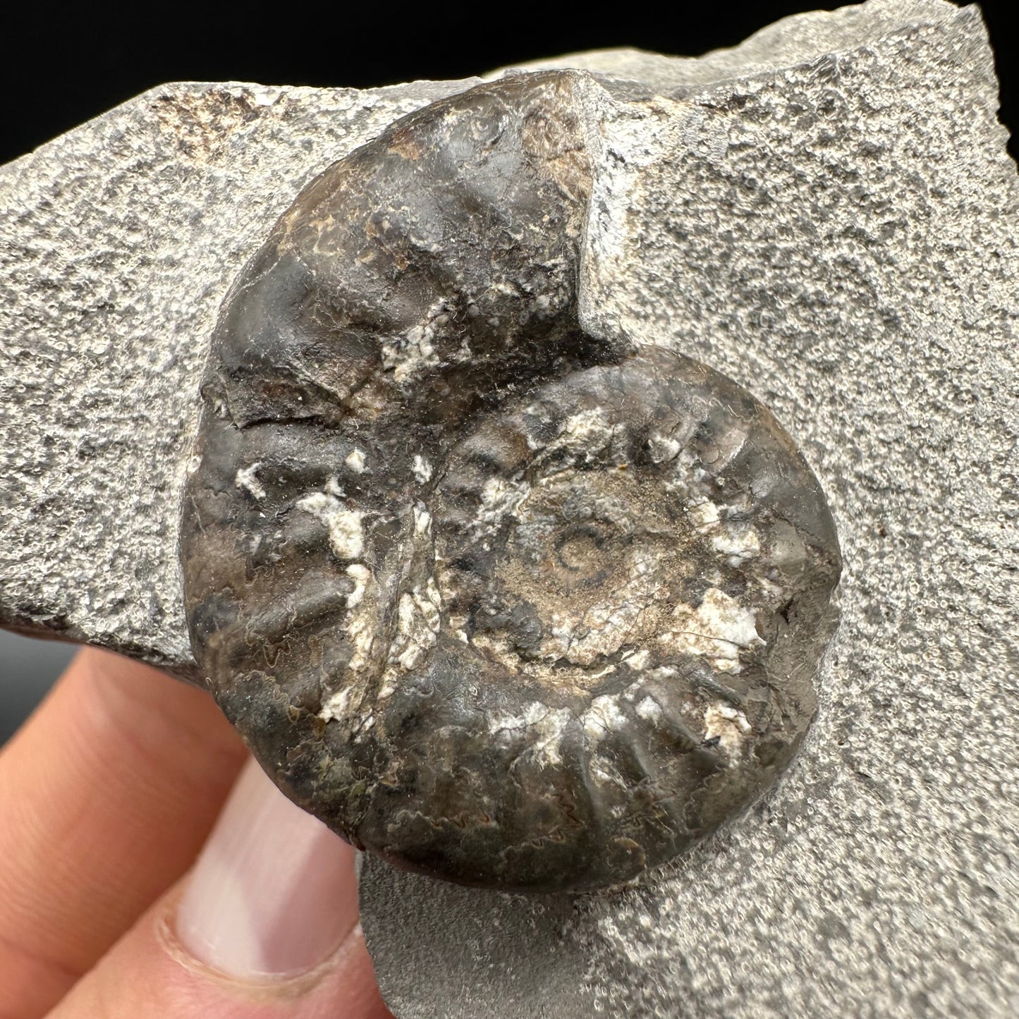 Grammoceras thoaurense Ammonite shell fossil with box and stand - Whitby, North Yorkshire, Yorkshire Fossils from the Jurassic Coast