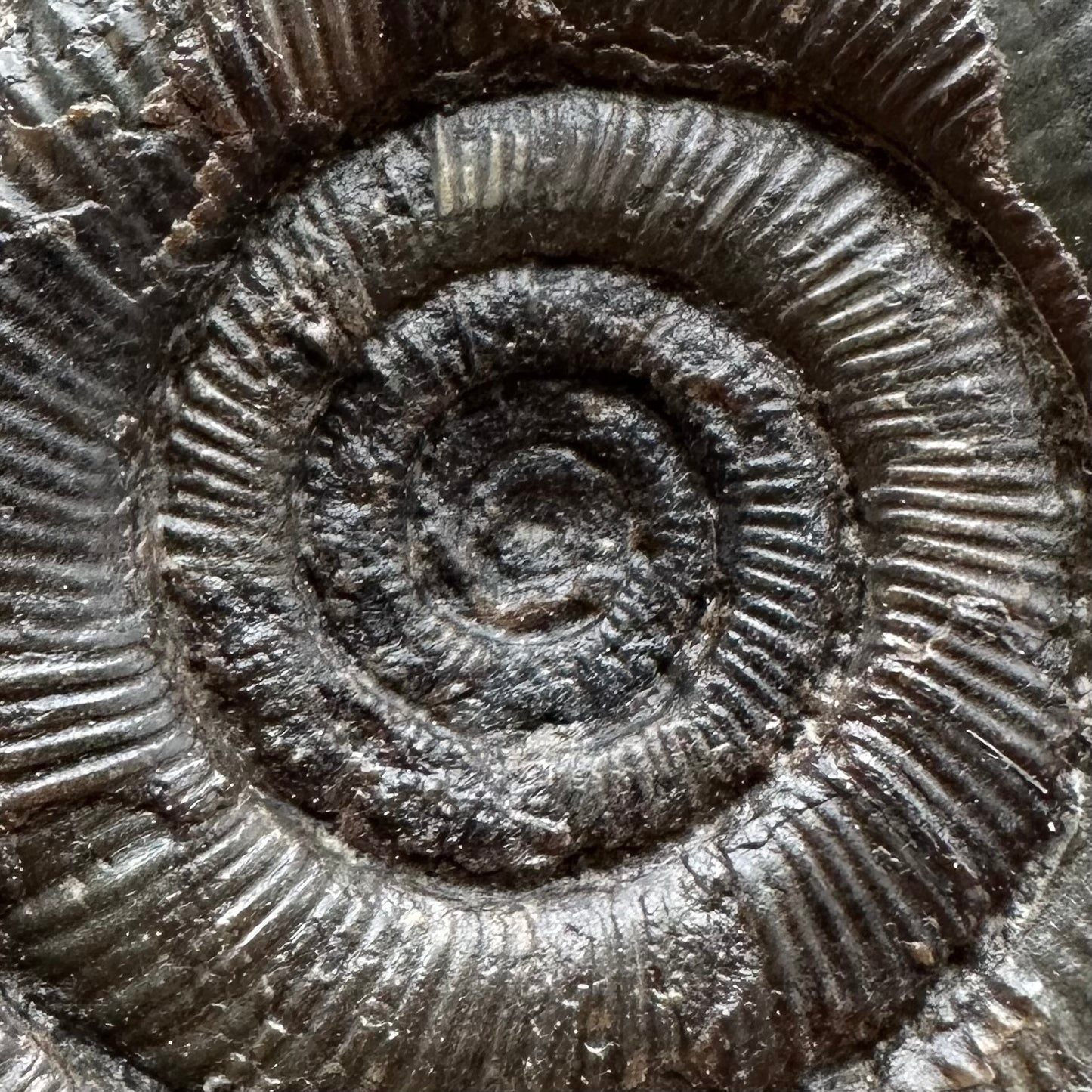 Dactylioceras tenuicostatum Ammonite fossil with box and stand - Whitby, North Yorkshire Jurassic Coast