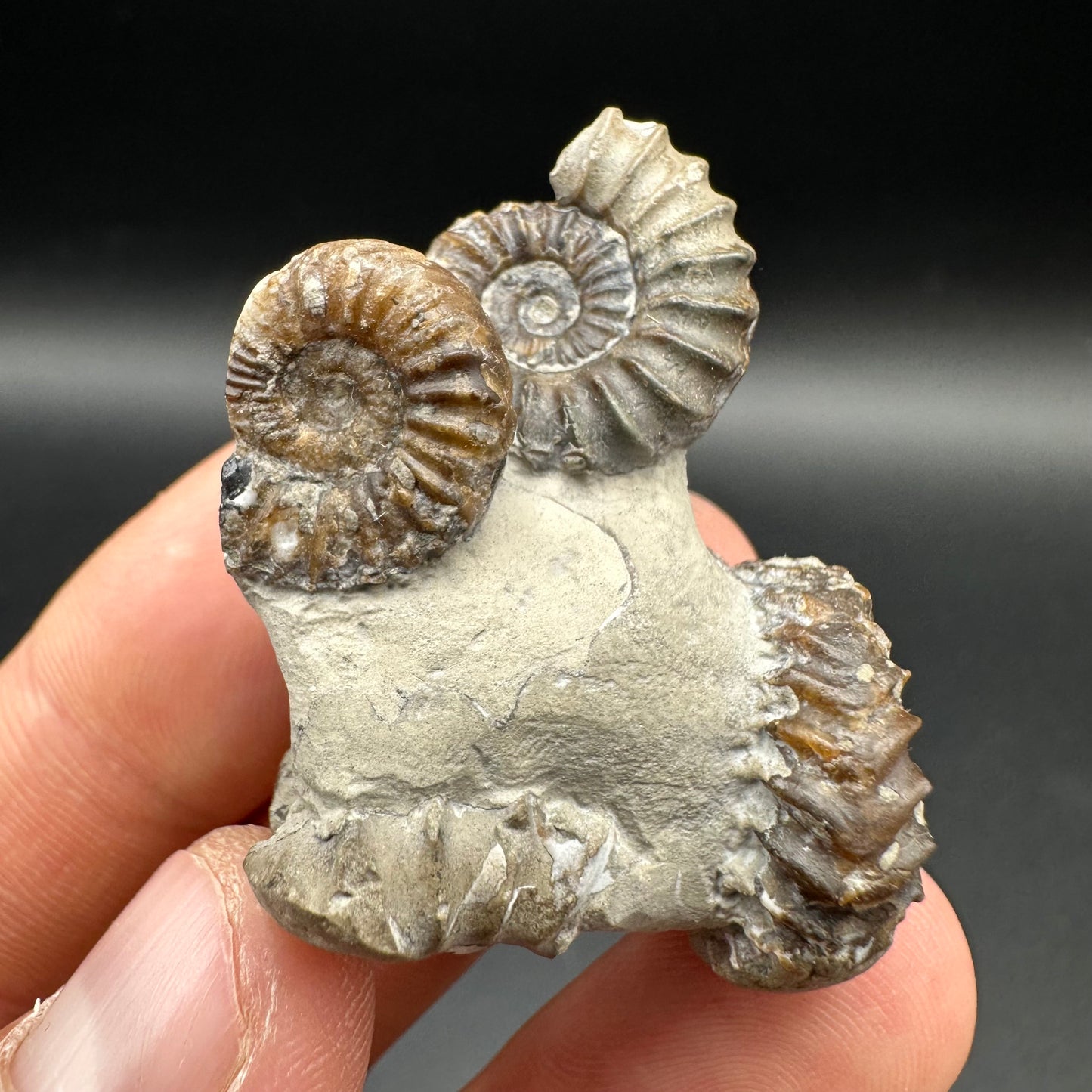 Oistoceras figulinum ammonite fossil with box and stand - Whitby, North Yorkshire Jurassic Coast Yorkshire Fossils