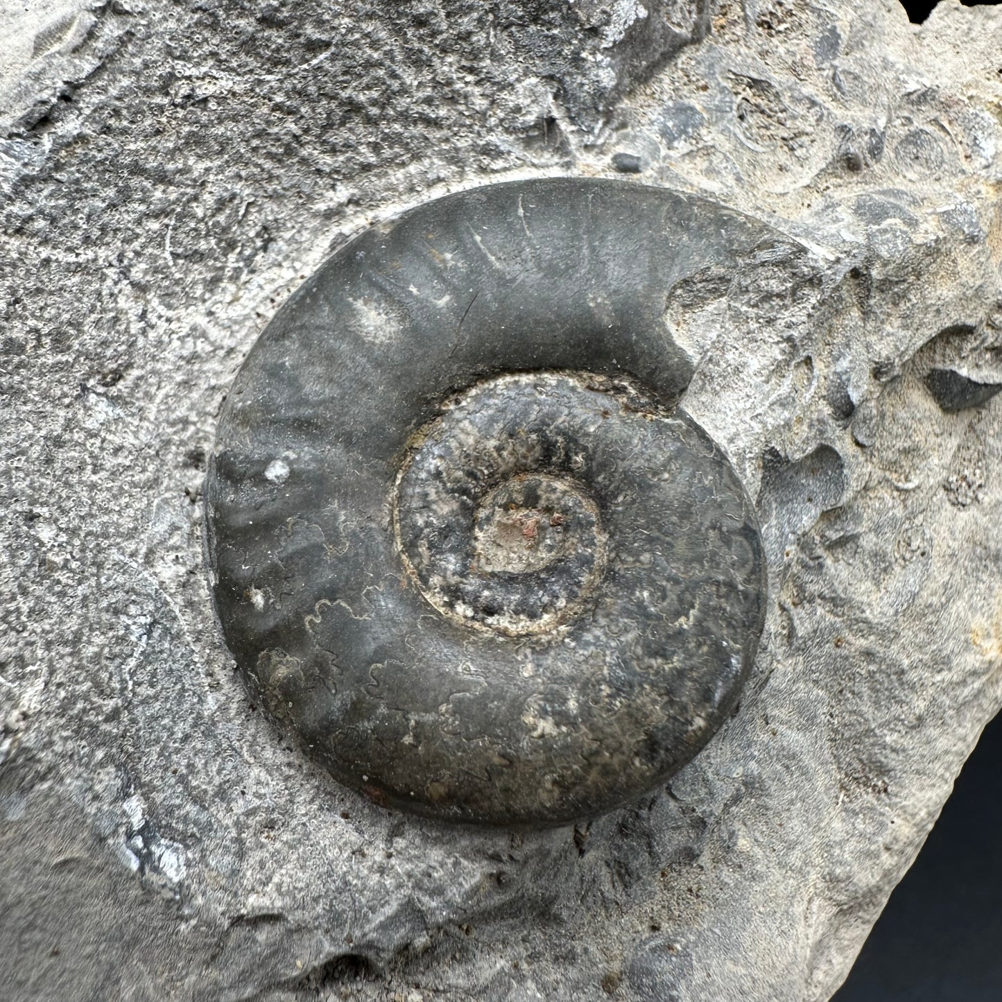 Grammoceras thoaurense Ammonite shell fossil - Whitby, North Yorkshire, Yorkshire Fossils from the Jurassic Coast