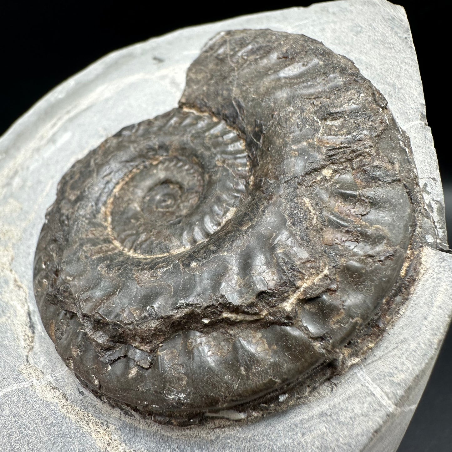 Hildoceras lusitanicum Ammonite fossil with box and stand - Whitby, North Yorkshire, Jurassic Coast, Yorkshire Fossils from the Jurassic Coast