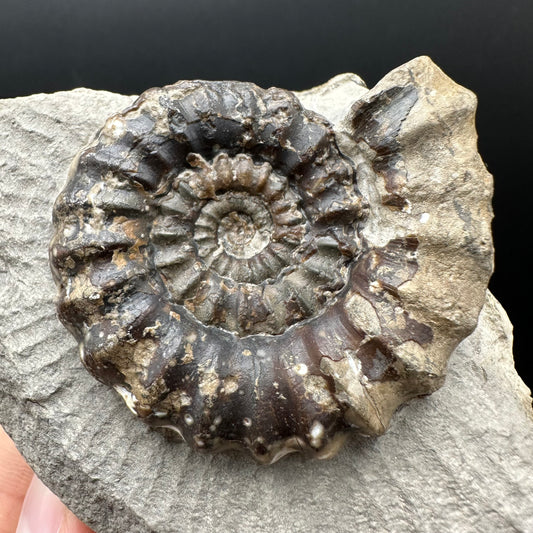 Androgynoceras maculatum ammonite fossil with box and stand - Whitby, North Yorkshire Jurassic Coast Yorkshire Fossils