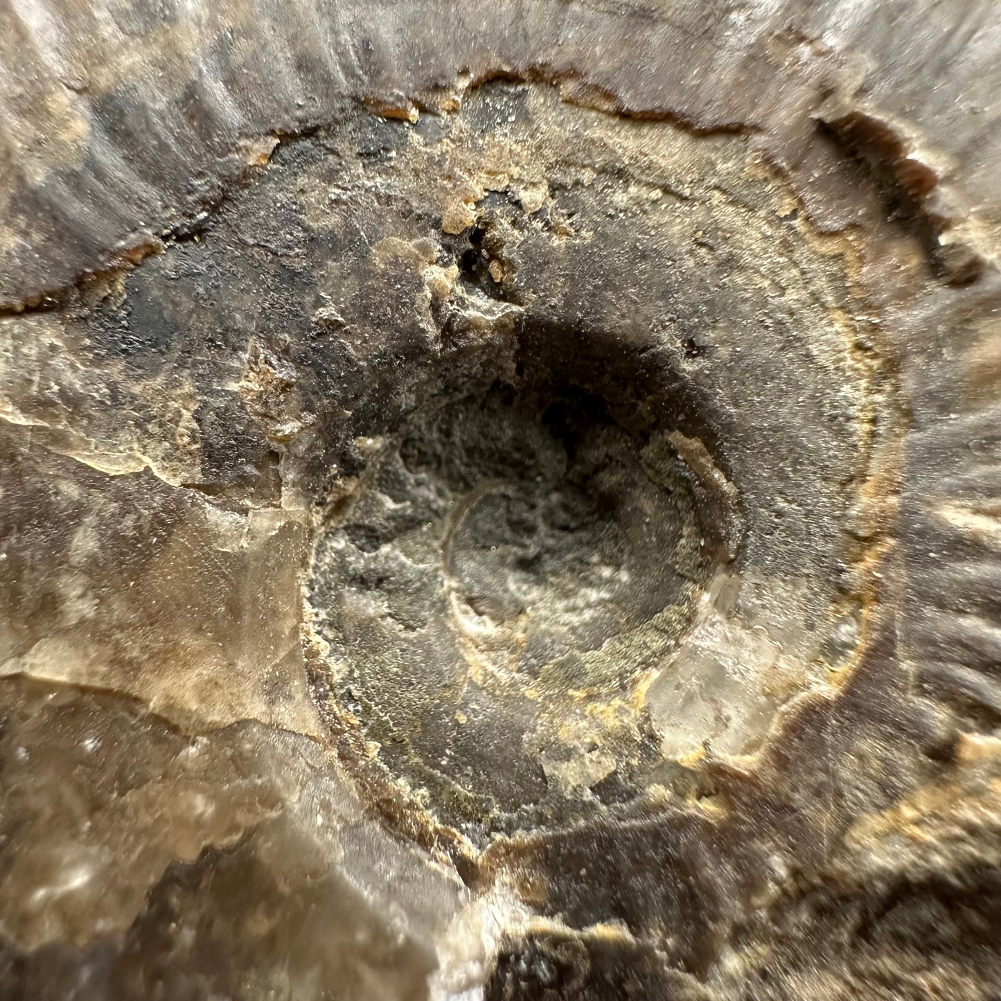 Eleganticeras Elegantulum Ammonite fossil with box and stand - Whitby, North Yorkshire Jurassic Coast, Yorkshire Fossils