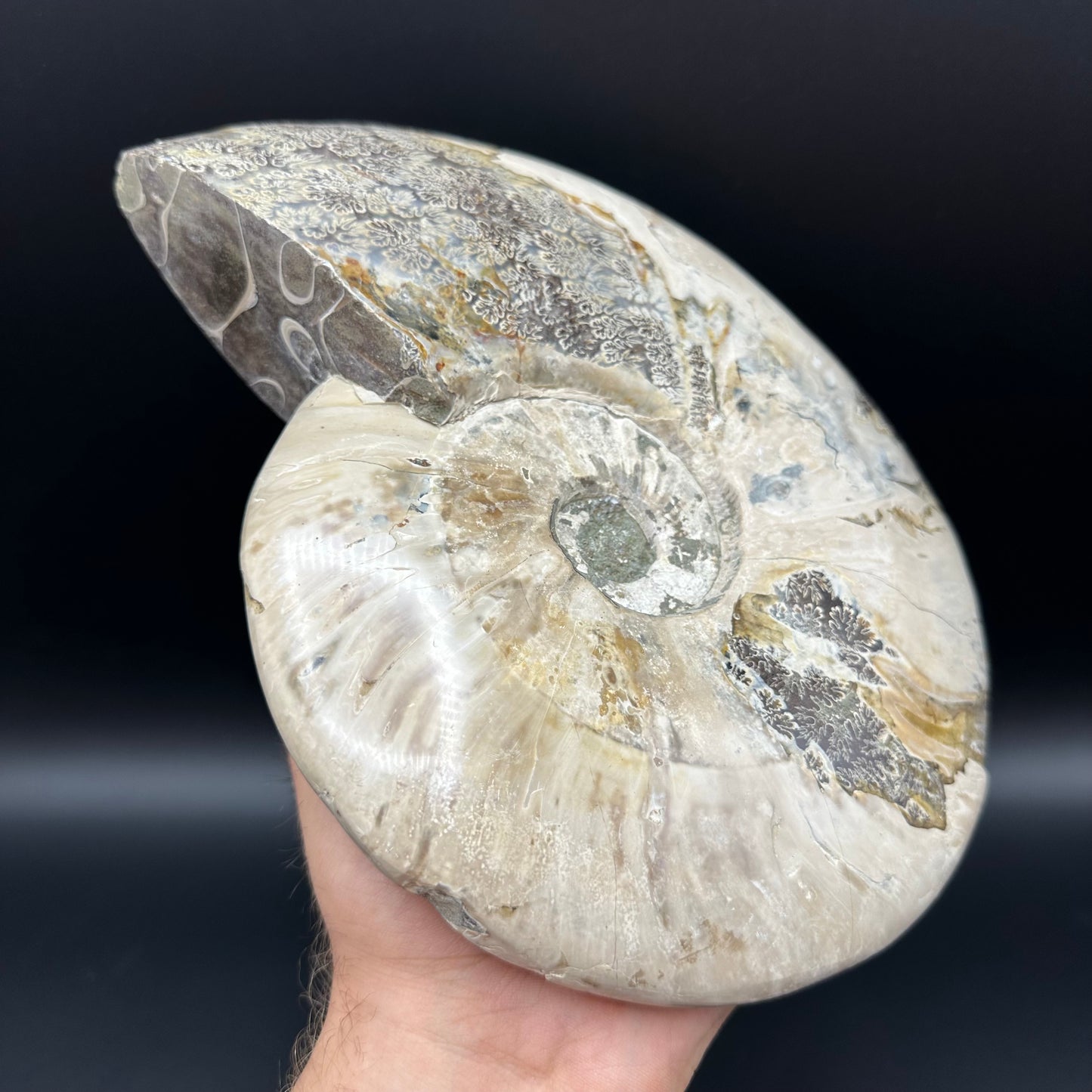 Cleoniceras Ammonite Fossil With Stand - Cretaceous Ammonite Madagascar