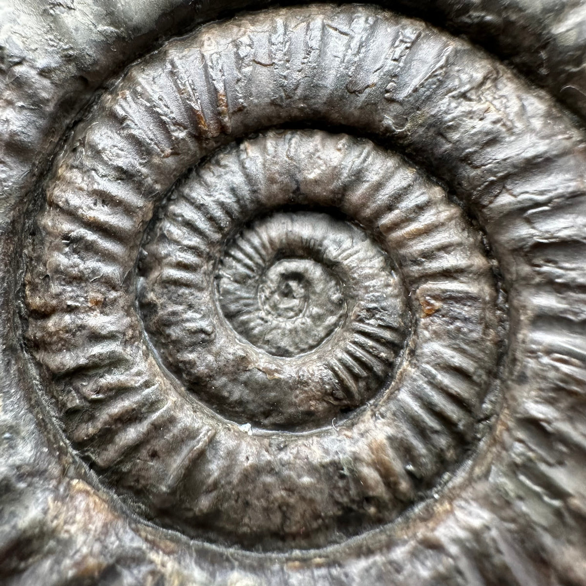 Dactylioceras Ammonite Fossil With box and Stand - Whitby, North Yorkshire Jurassic Coast Yorkshire Fossils