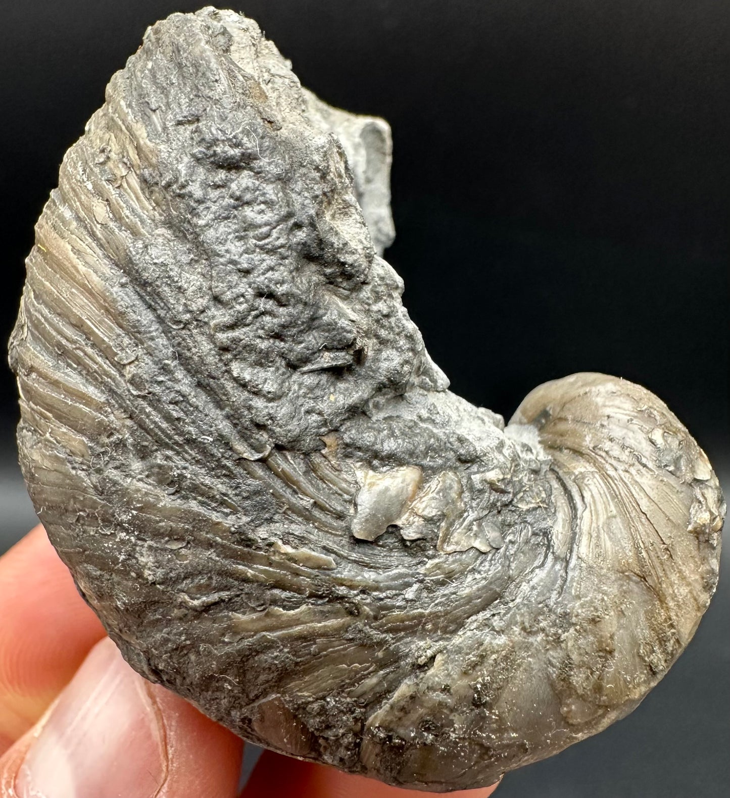 Gryphaea shell fossil with box and stand - Whitby, North Yorkshire, Jurassic Coast, Yorkshire Fossils found on the Jurassic Coast