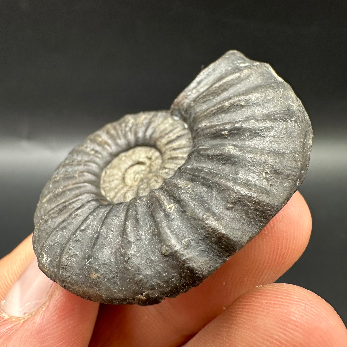 Asteroceras Ammonite fossil with box and stand - Whitby, North Yorkshire Jurassic Coast Yorkshire Fossils