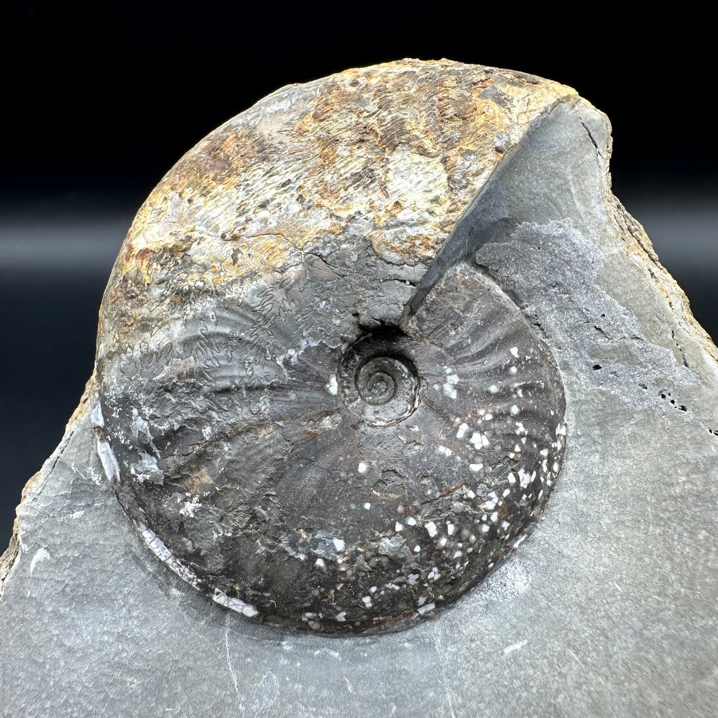 Pseudolioceras lythense ammonite fossil with box and stand - Whitby, North Yorkshire, Yorkshire Fossils on the Jurassic Coast