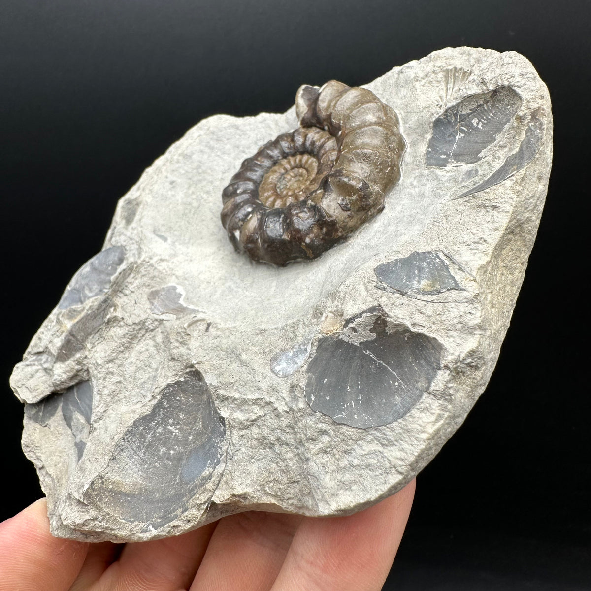 Androgynoceras maculatum ammonite fossil with stand - Whitby, North Yorkshire Jurassic Coast Yorkshire Fossils