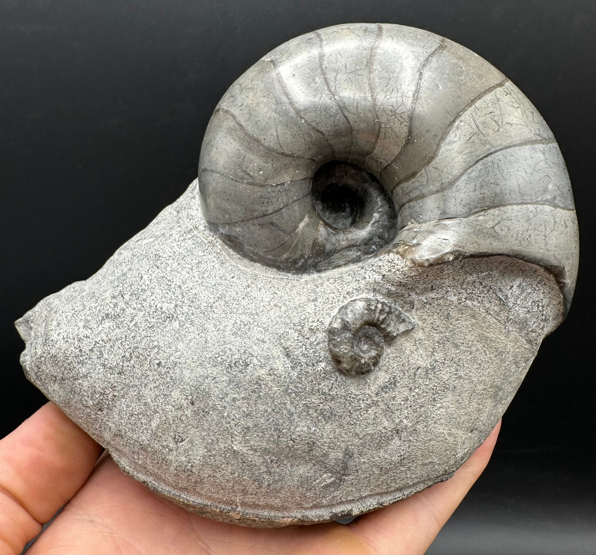 Nautilus shell fossil - Whitby, North Yorkshire Jurassic Coast