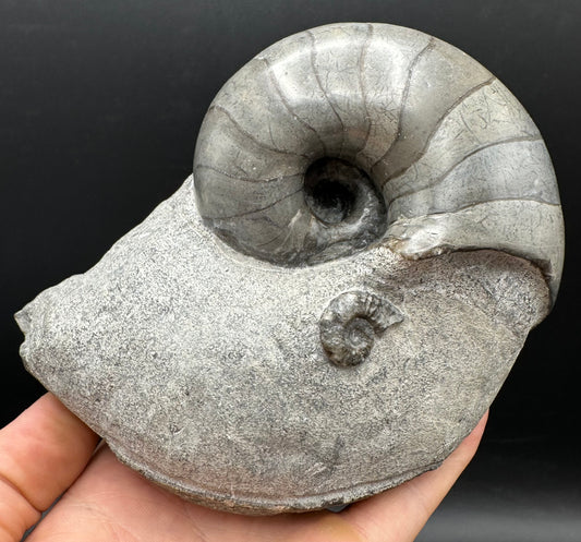 Nautilus shell fossil - Whitby, North Yorkshire Jurassic Coast