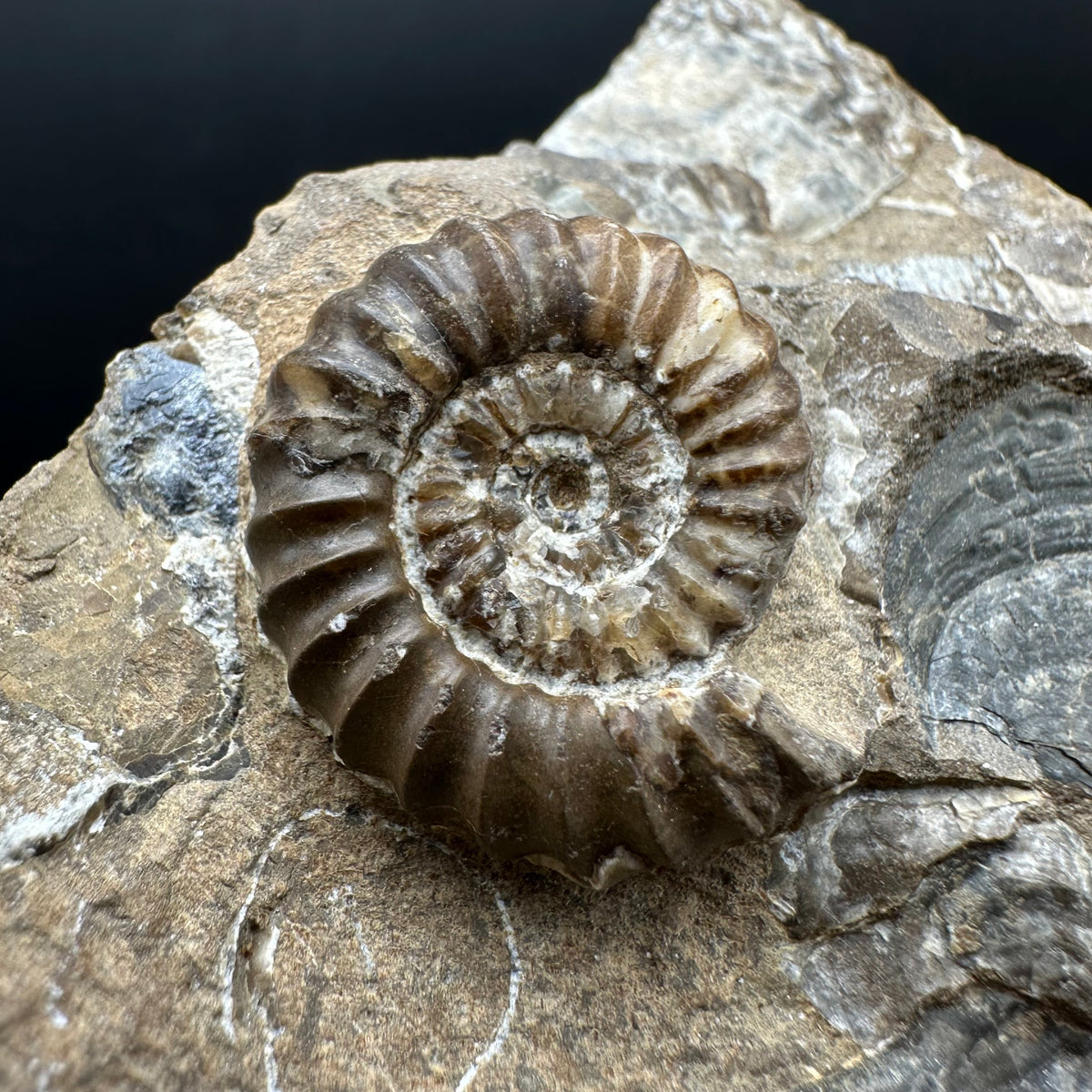 Androgynoceras capricornus Ammonite Fossil With Stand - Whitby, North Yorkshire Jurassic Coast Yorkshire Fossils
