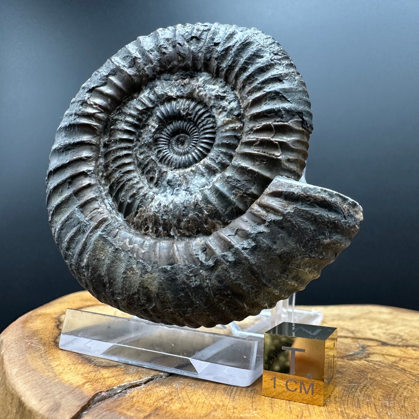 Dactylioceras Ammonite Fossil With box and Stand - Whitby, North Yorkshire Jurassic Coast Yorkshire Fossils