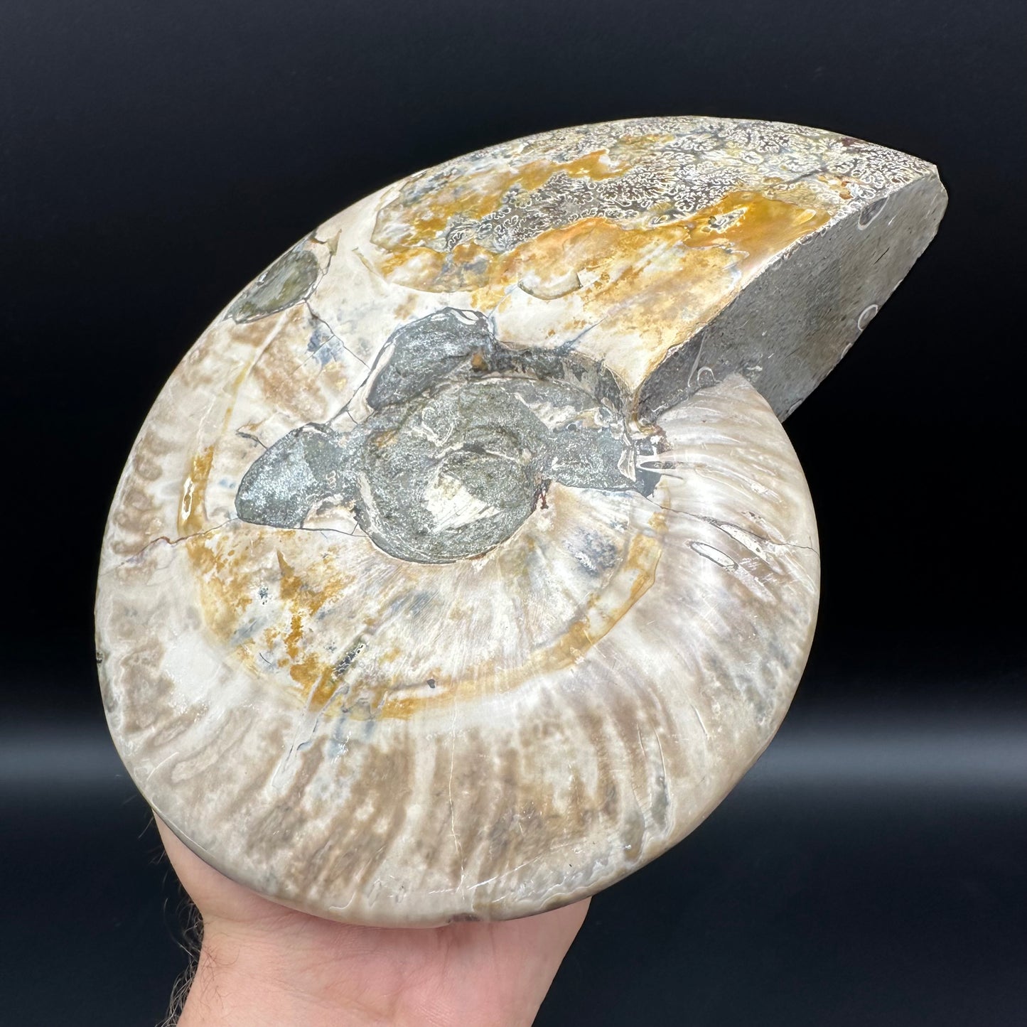 Cleoniceras Ammonite Fossil With Stand - Cretaceous Ammonite Madagascar