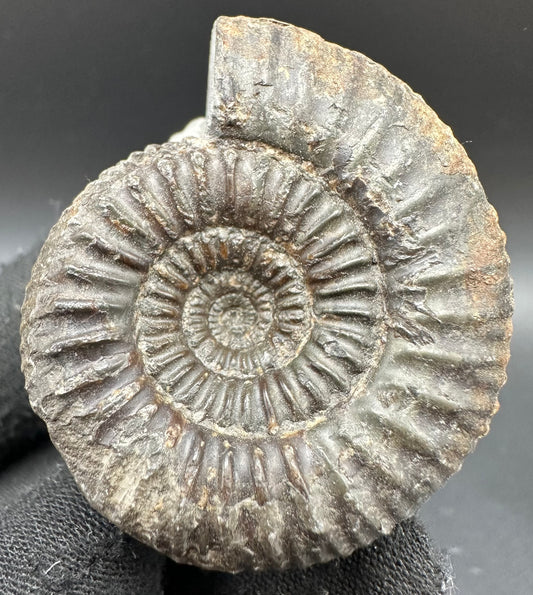 Catacoeloceras Sp. ammonite fossil with box and stand- Whitby, North Yorkshire Jurassic Coast Yorkshire Fossils