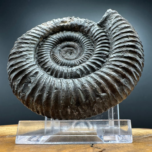 Dactylioceras Ammonite Fossil With box and Stand - Whitby, North Yorkshire Jurassic Coast Yorkshire Fossils