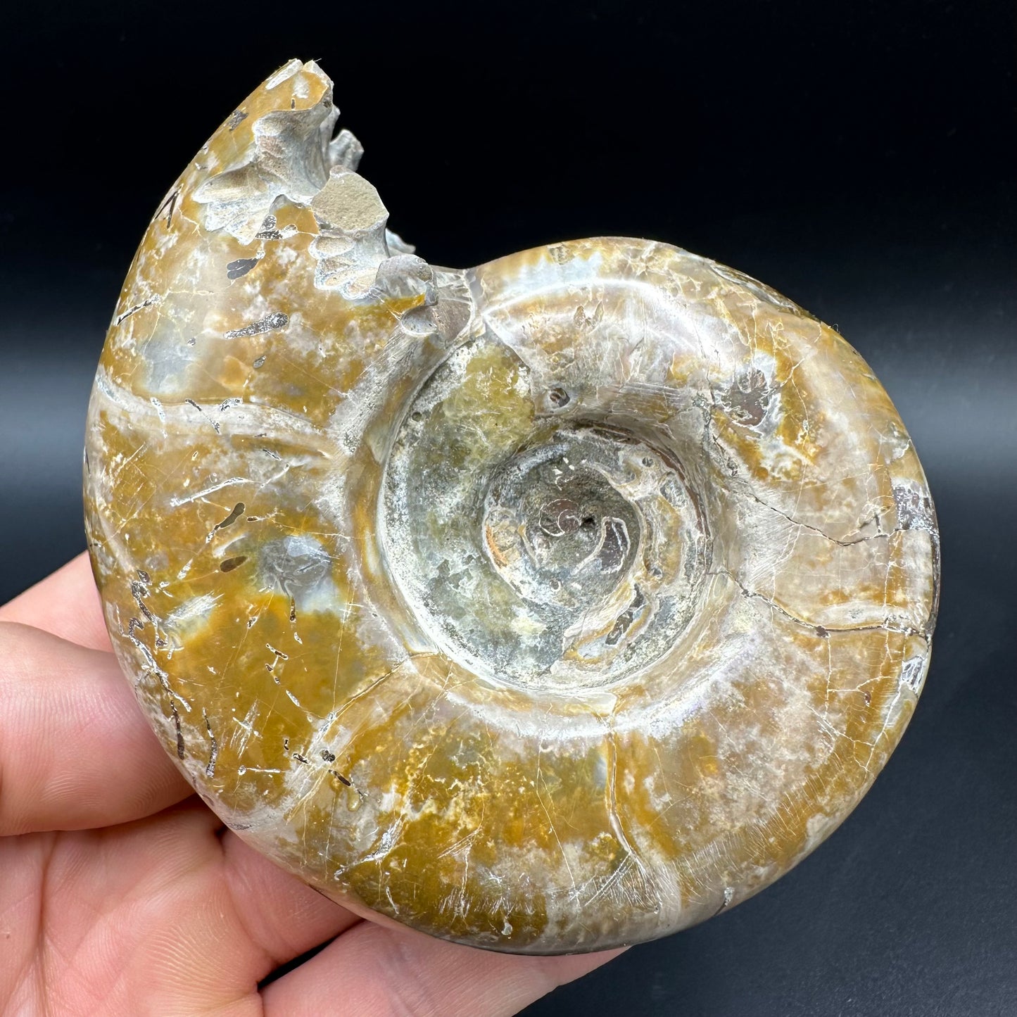 Puzosia Ammonite Fossil With Box And Stand - Cretaceous Ammonite Madagascar
