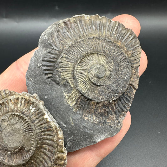 Dactylioceras imprint (negative) bundle ammonite shell fossil with box - Whitby, North Yorkshire, Yorkshire Fossils